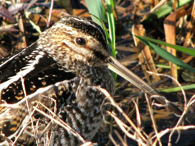 Wilson's Snipe